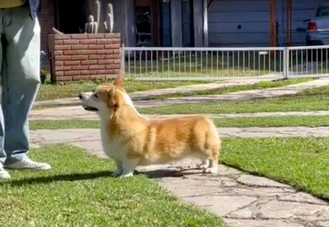 Alenclaud Fernandin | Pembroke Welsh Corgi 