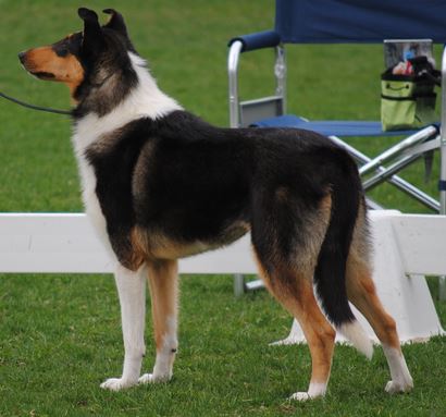 Dunnideer's Tartanside Dragon Force | Smooth Collie 