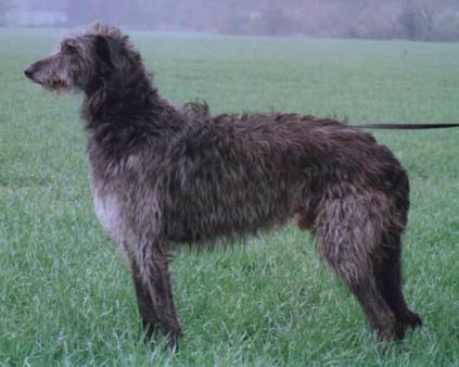 Beardswood Garvin | Scottish Deerhound 