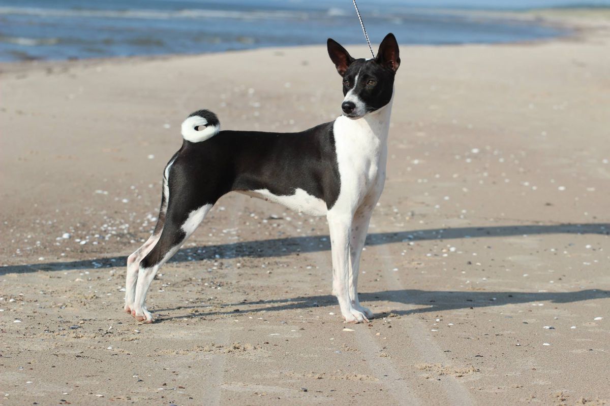 Girl With Dragoon Tattoo Afrikata | Basenji 