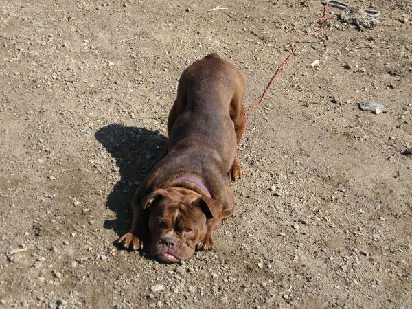 Guardian's Maggie | Olde English Bulldogge 