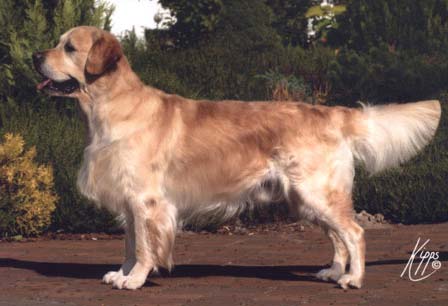 Amigoh | Golden Retriever 