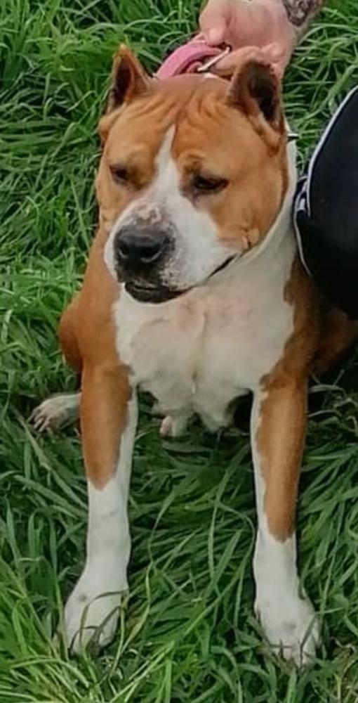 Kira Toppax | American Staffordshire Terrier 