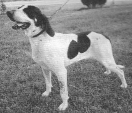 Smokey River Blue Spot | Bluetick Coonhound 