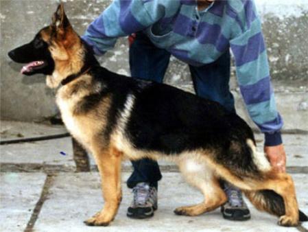 Samara Land Shayba | German Shepherd Dog 