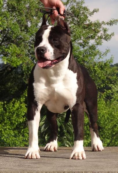 Mysticstaff Ideal boy King of Ring's | American Staffordshire Terrier 
