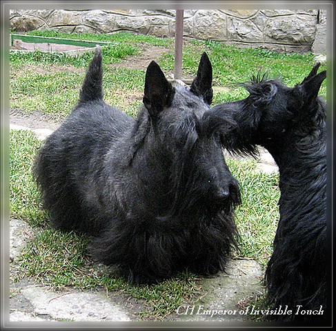 Emperor of Invisible Touch | Scottish Terrier 
