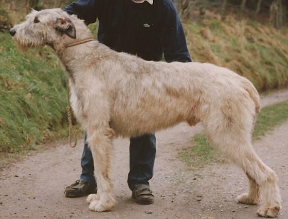 Zeno von der Oelmühle | Irish Wolfhound 