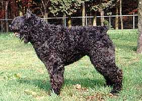 Brasil Donna van't Hangijzer | Bouvier des Flandres 