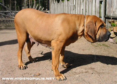 hiegenopolis cafeina | Fila Brasileiro 