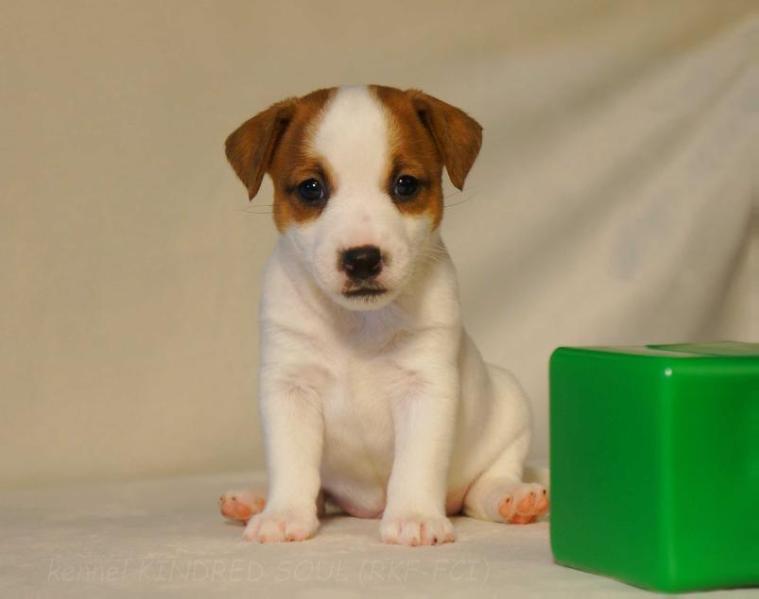 Kindred Soul Carry On Go Ahead | Jack Russell Terrier 
