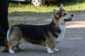 Dorogoe Udovolstvie  Darkside Martini | Pembroke Welsh Corgi 