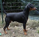 Ceriinan HERBERT DW | German Pinscher 