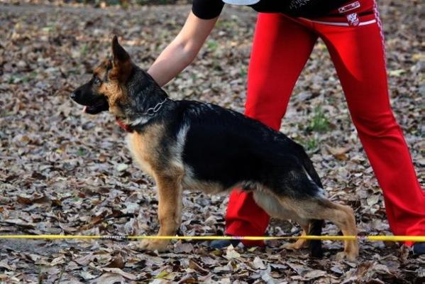 Sherif iz Doma Shebis | German Shepherd Dog 