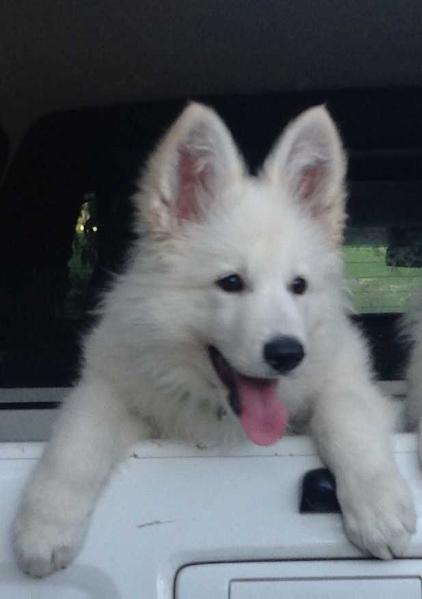 Sandiswiss White Ice Asti | White Swiss Shepherd Dog 