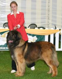 Vannroy Helkenna Will Scarlett | Leonberger 