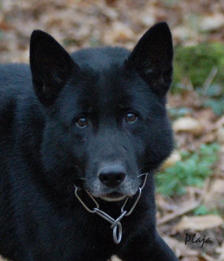 Dolf vom Harztor | German Shepherd Dog 