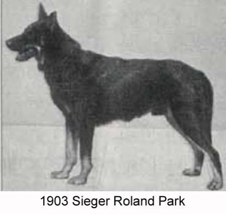 Roland vom Park (fr vom Goldsteintal) | German Shepherd Dog 