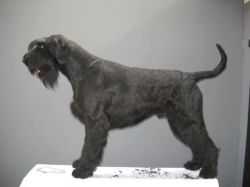 rolex od crnobradih | Giant Schnauzer 