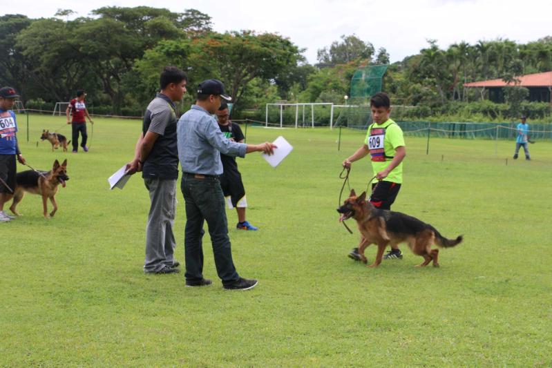Valeria  Of Wright Park | German Shepherd Dog 