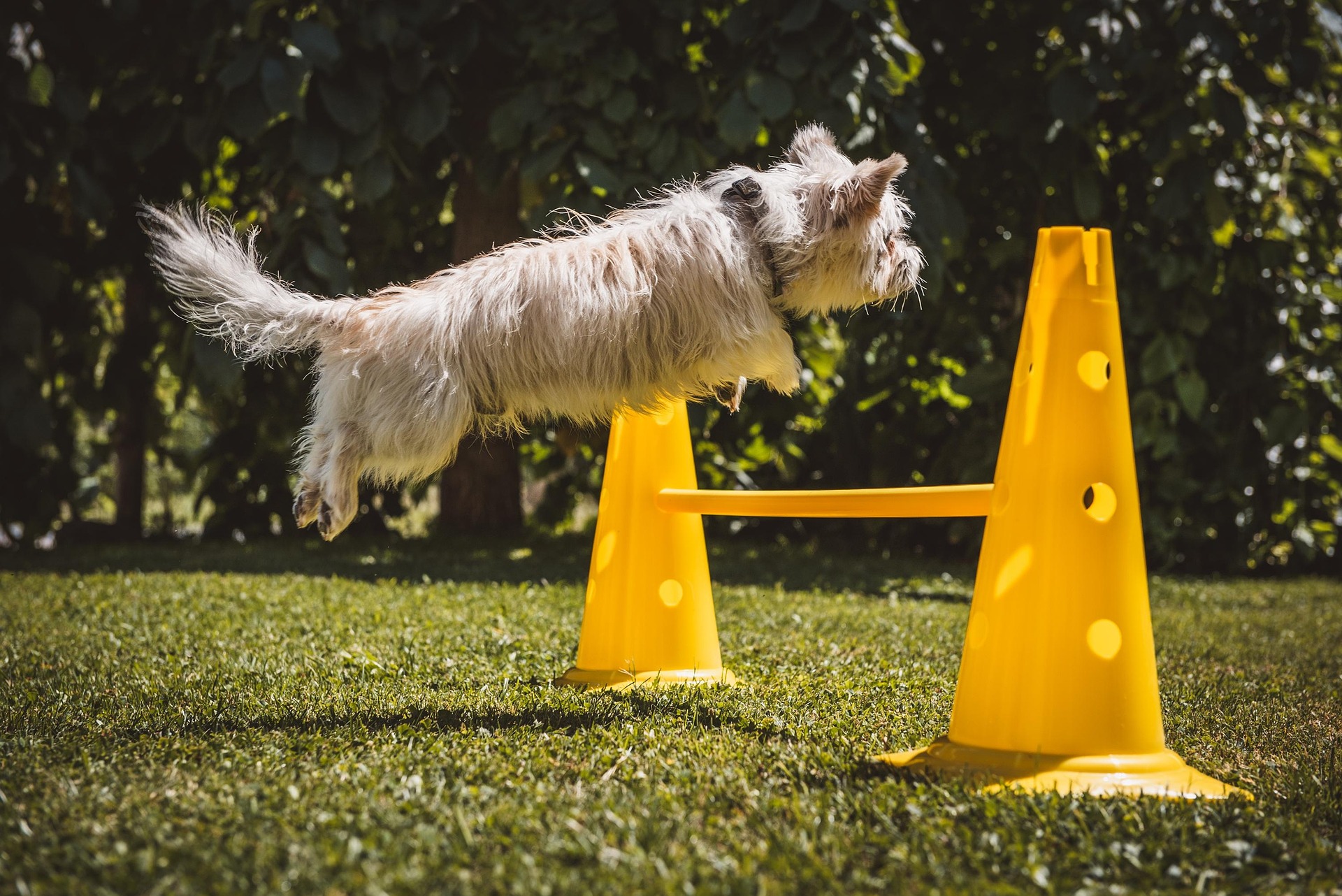 Dog Training Techniques: Build a Stronger Bond with Your Pet