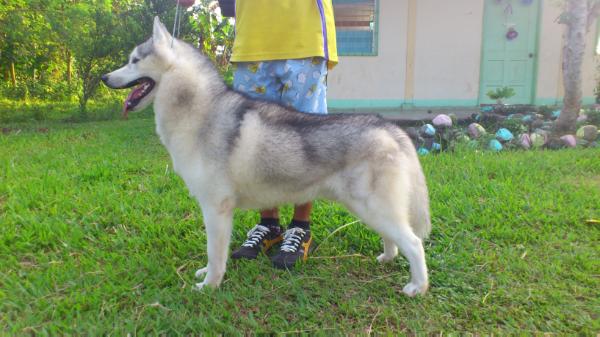 Omokage's Star of Bajiko | Siberian Husky 