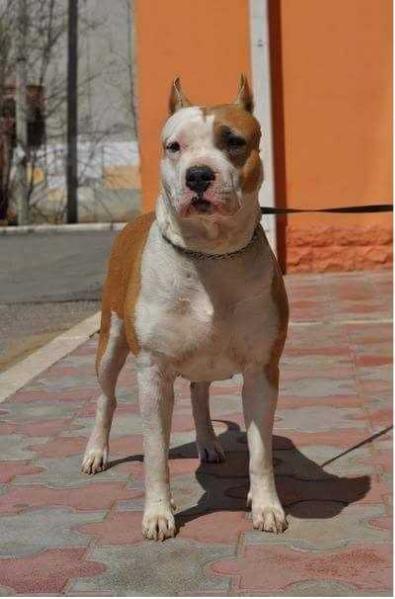 FAIRY TAIL | American Staffordshire Terrier 