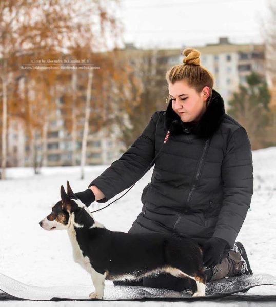 Unesennaya Vetrom Skarlett | Cardigan Welsh Corgi 