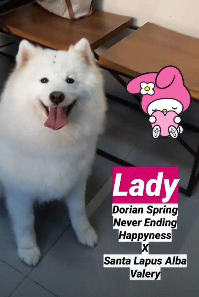 Lady Oliones | Samoyed 