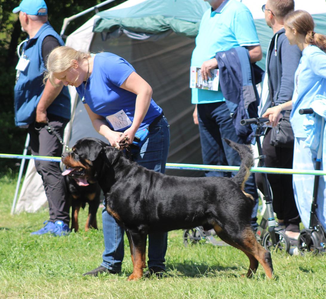 Brendon Timit-Tor | Rottweiler 