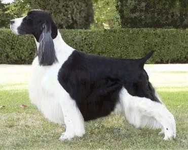 Gentry's Highfalutin | English Springer Spaniel 