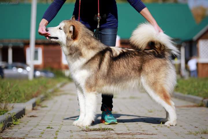 Amelhuk Game To Victory | Alaskan Malamute 