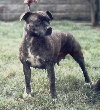 Rapparee Lady Luck | Staffordshire Bull Terrier 