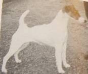 Roxway Elagatere | Smooth Fox Terrier 