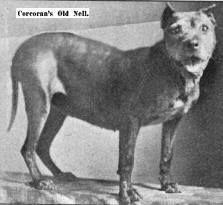 Corcoran's Old Nell | American Pit Bull Terrier 
