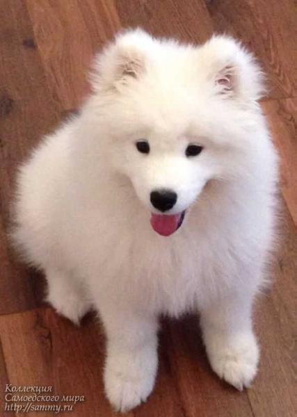 WHITE AND FLUFFY Dream | Samoyed 