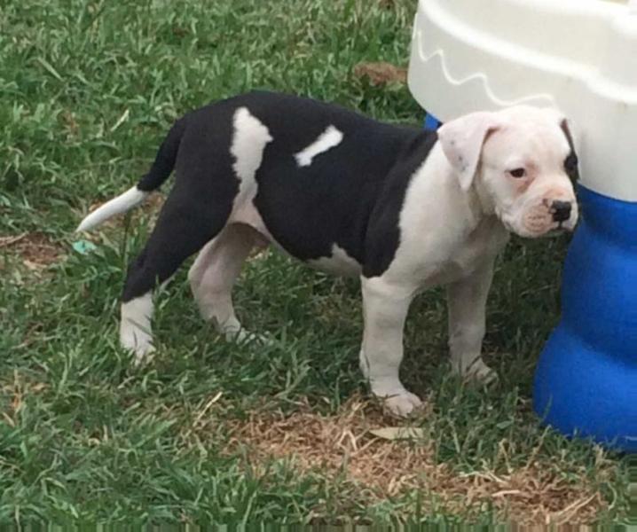 Aussie Muscles Hawkeye | American Bulldog 