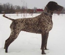 Malomkozi Dorka | German Shorthaired Pointer 