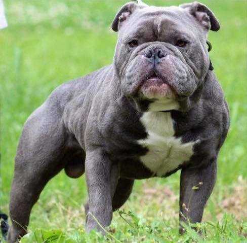 Cherokees King Maximus | Olde English Bulldogge 