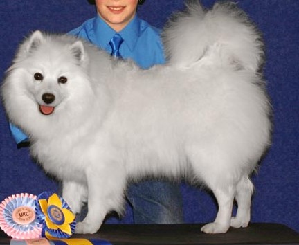 AWD's Sadie Spirit of Daisy | American Eskimo Dog 