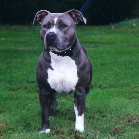 Gravin Blue Diamond van de Hane Hoeve | American Staffordshire Terrier 