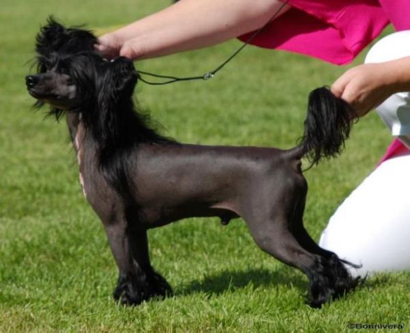 Legends Men In Black | Chinese Crested 