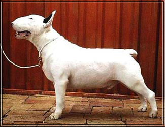 STEADFAST SILVERSTONE VON BRESSENDORFF | Bull Terrier 