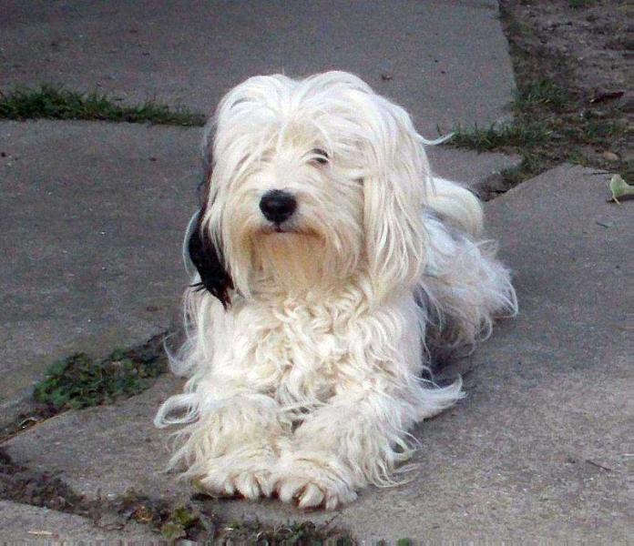 D'Artagnan RH of Kari Tibeian Shine | Tibetan Terrier 