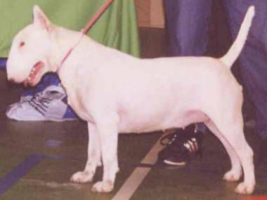 GRACE PAJAR | Bull Terrier 