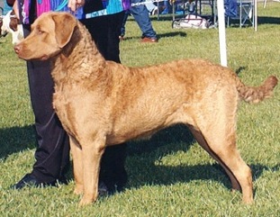 Desert Winds Storms Angel | Chesapeake Bay Retriever 