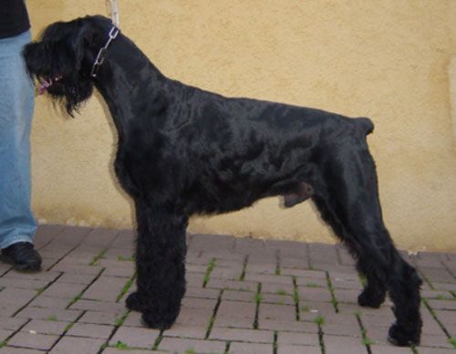 Pacco vom Lobbachtal | Giant Schnauzer 