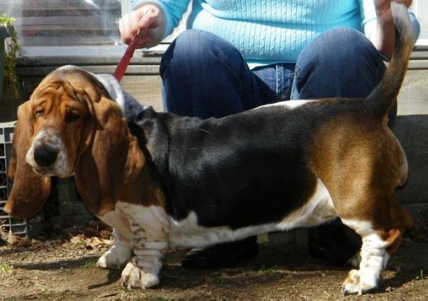 Shaldeen Wilkinson Reynolds | Basset Hound 