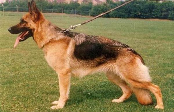 Nancy van Gafieger Hof | German Shepherd Dog 