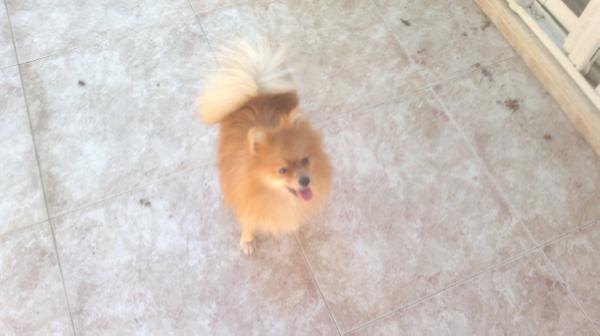 Coral vom pascalsport | Pomeranian 